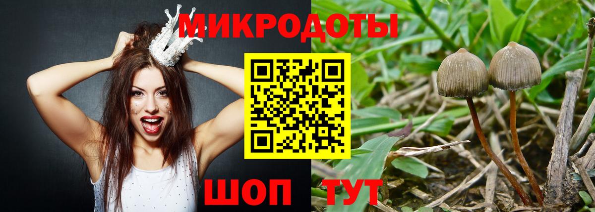 Псилоцибиновые грибы Cubensis Чистополь